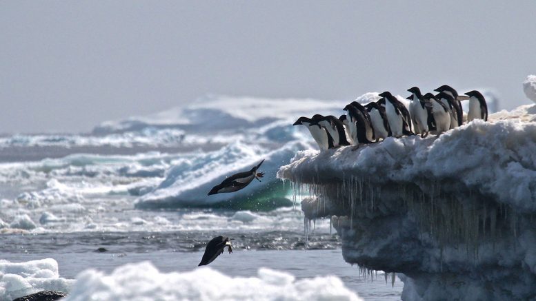 科学家们发现了&ldquo;超级科学&rdquo;在危险群岛中的阿德利企鹅