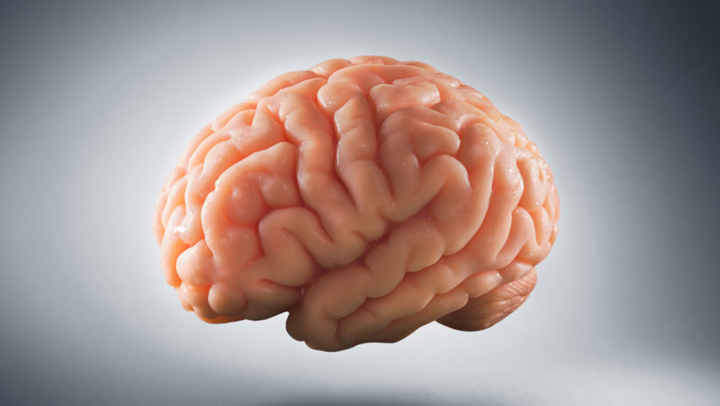 “大脑的想法”探讨了神经科学的演变
