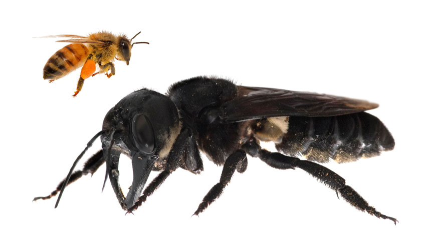 38年后，世界上最大的蜜蜂已重新发现