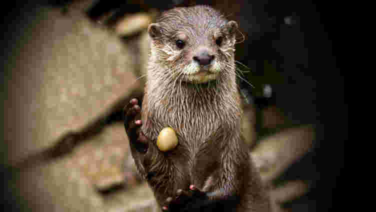 为什么otters'juggle'岩石仍然是一个谜