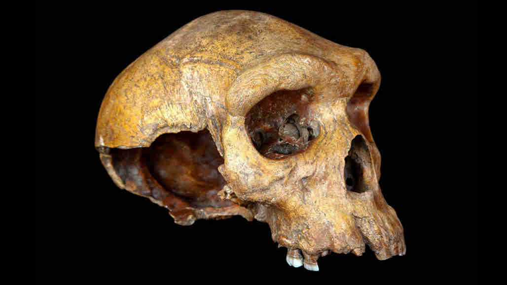 这克300,000岁的头骨可能来自非洲的“幽灵”人口