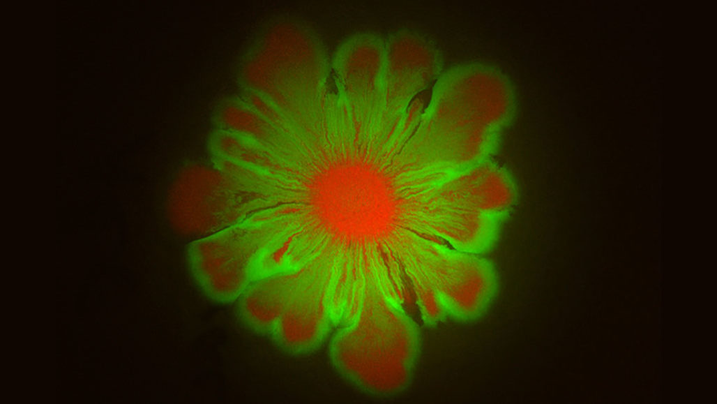细菌如何创造花艺
