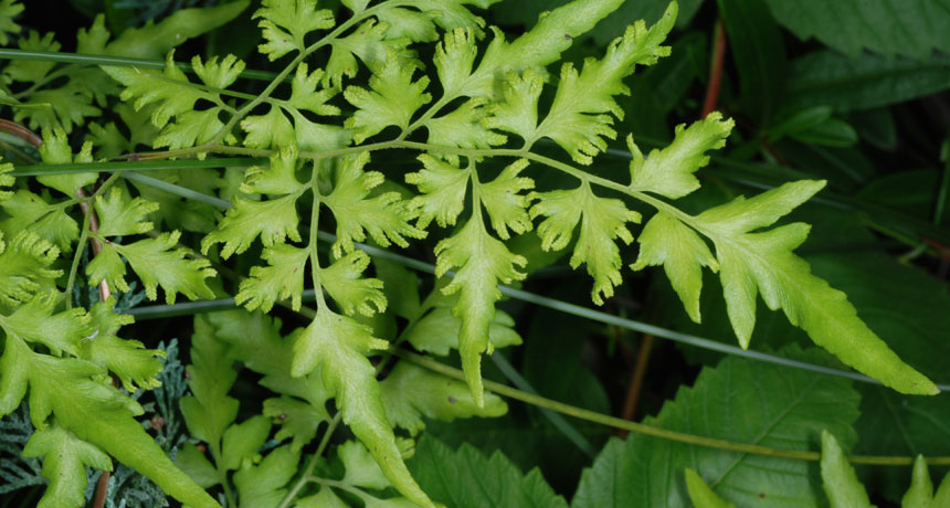 女性蕨类植物如何让年轻的邻居男性