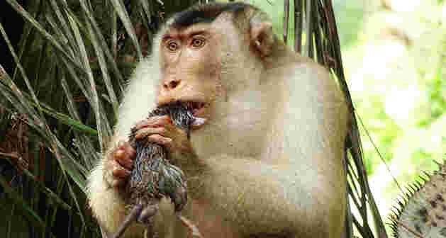马来西亚的猪尾猕猴吃大鼠，首先