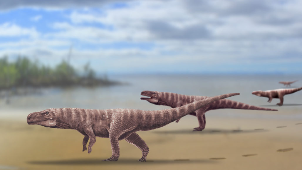 化石足迹显示一些鳄鱼祖先走在两条腿上