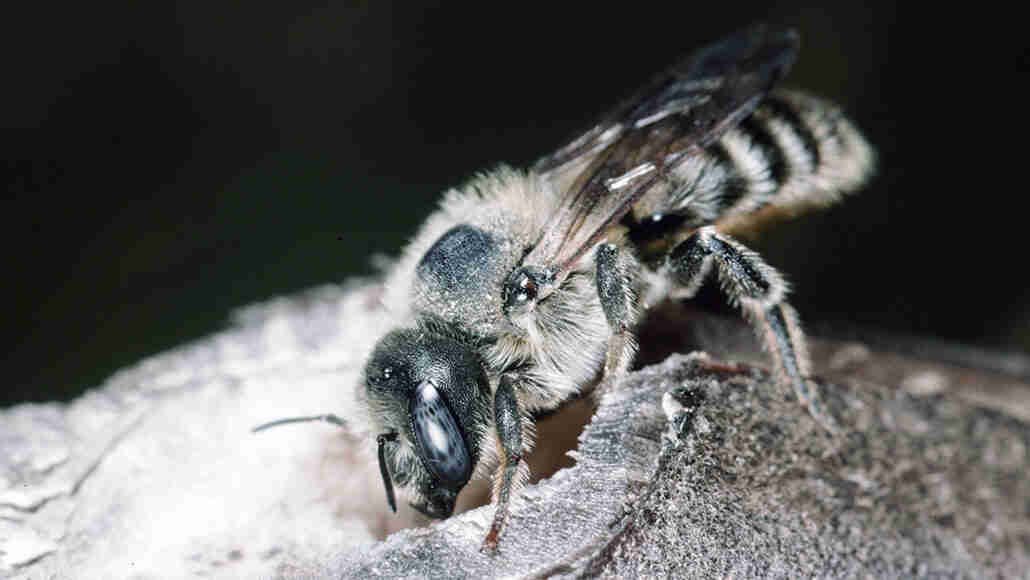 蜜蜂幼虫鼓用他们的屁股，这可能会混淆掠夺性黄蜂