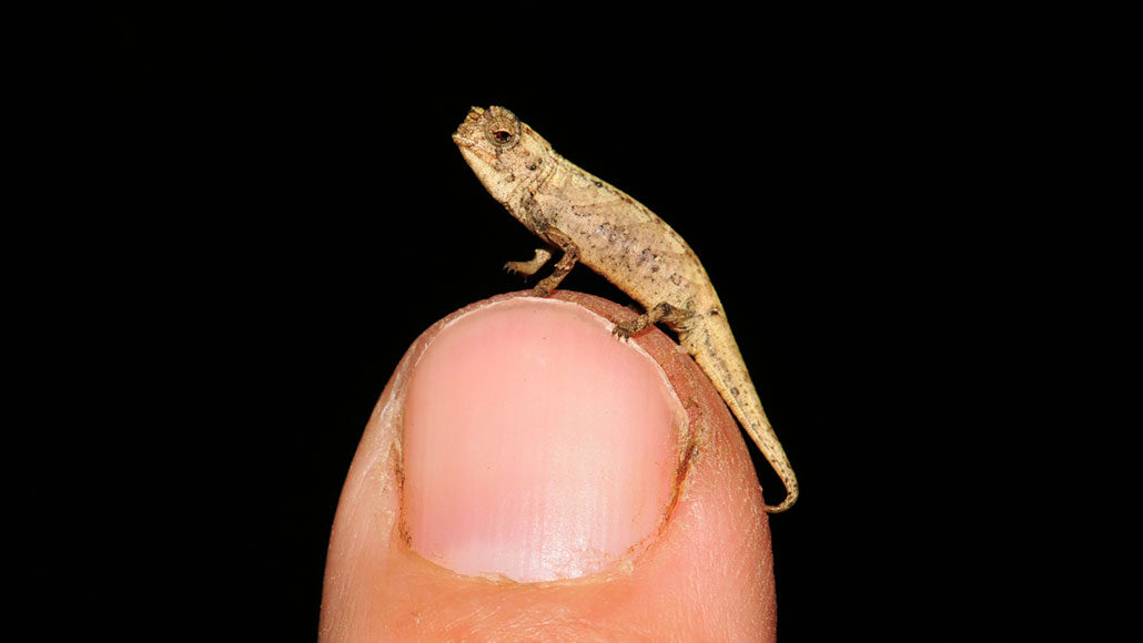 一个新的变色蜥蜴物种可能是世界上最小的爬行动物