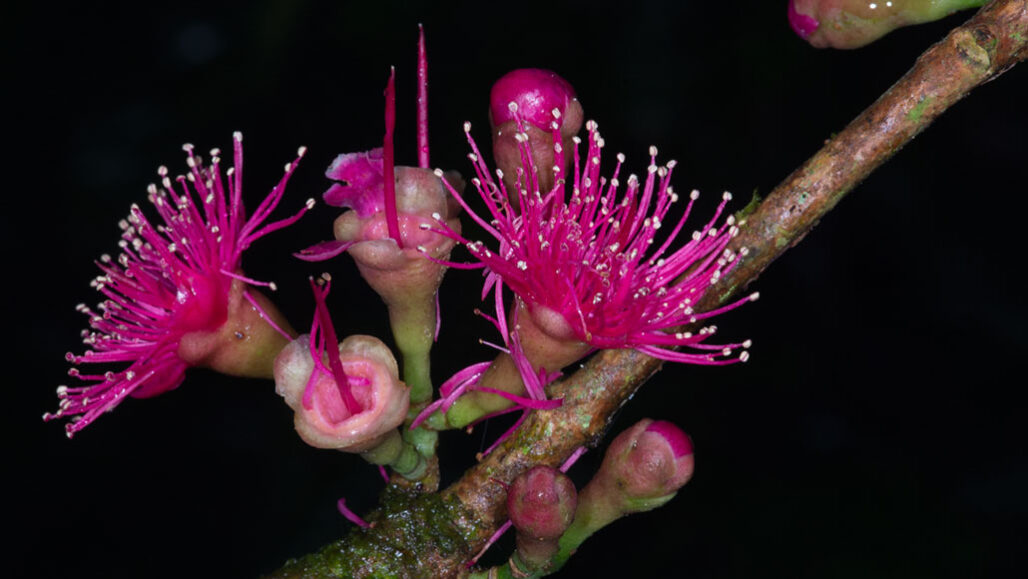 新几内亚拥有比世界上任何岛屿更知名的植物物种