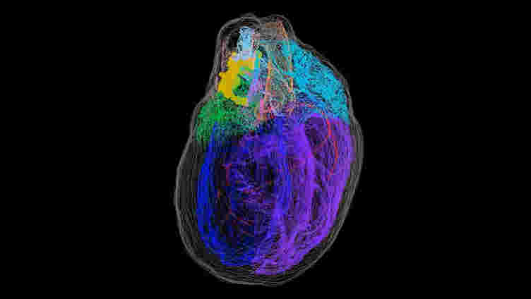 一个新的3-D地图照亮了心脏内的“小脑”