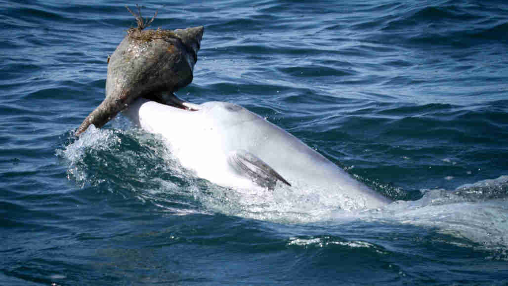海豚可以从同龄人学习如何将shell作为工具使用