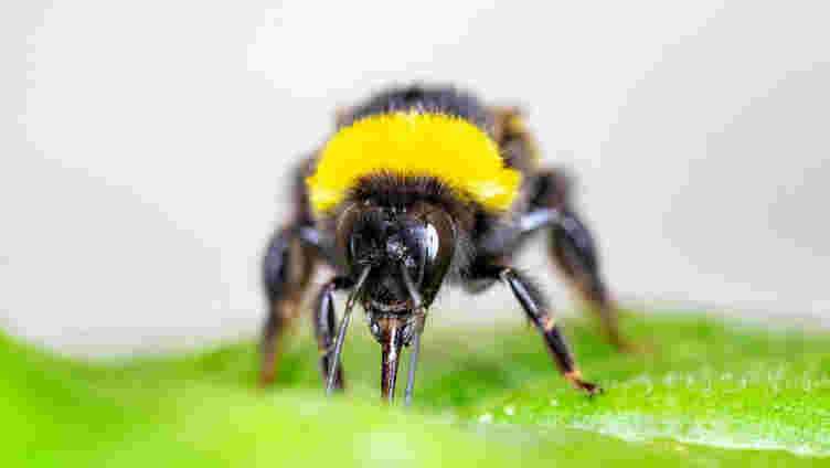 花粉剥夺的大黄蜂可以通过咬叶加速植物盛开