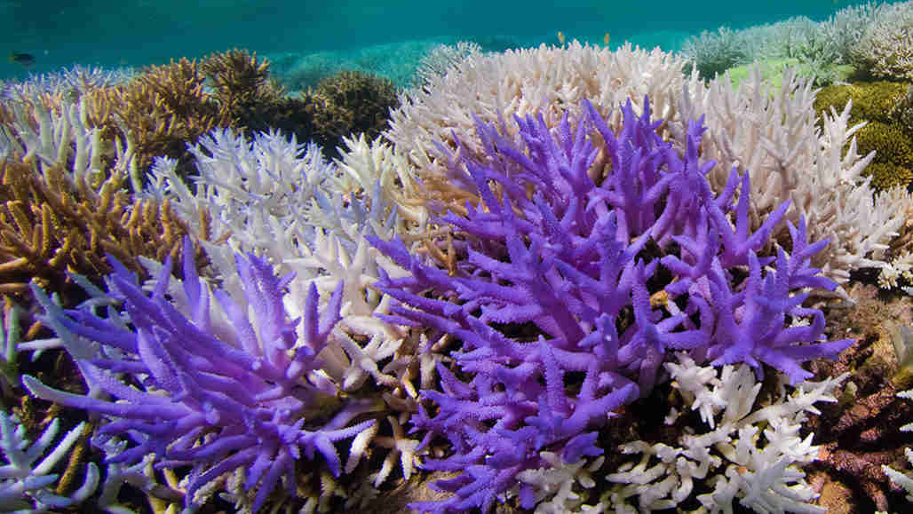 霓虹色可以帮助一些珊瑚阶段从漂白卷土重来