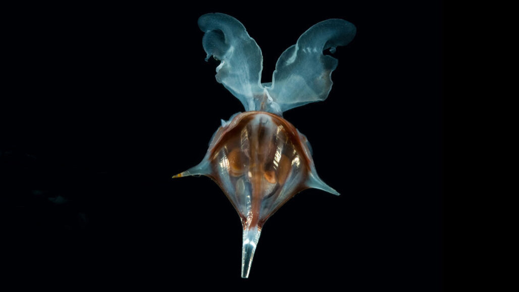 海蝴蝶的贝壳决定了蜗牛的游泳