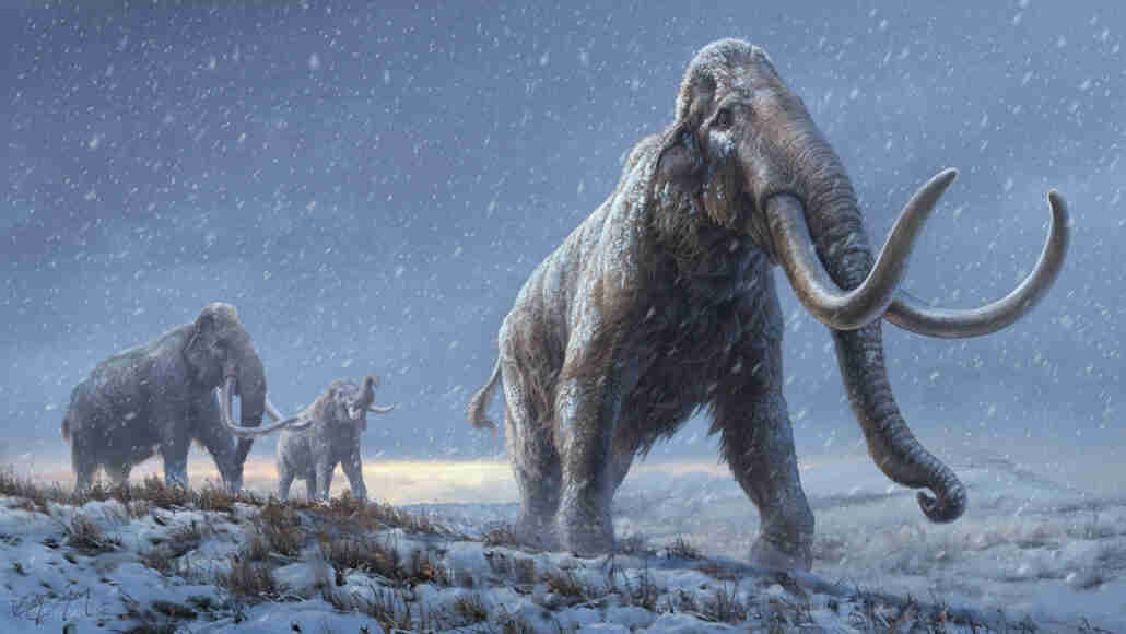 曾经康复的最古老的动物DNA揭示了猛犸象的进化