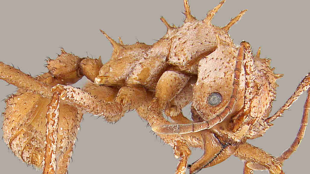 矿物装甲有助于一些叶子蚂蚁赢得更大的亲属的战斗