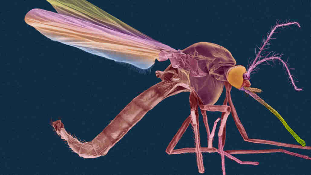 加热达美沙林可以帮助它杀死农药抗性蚊子