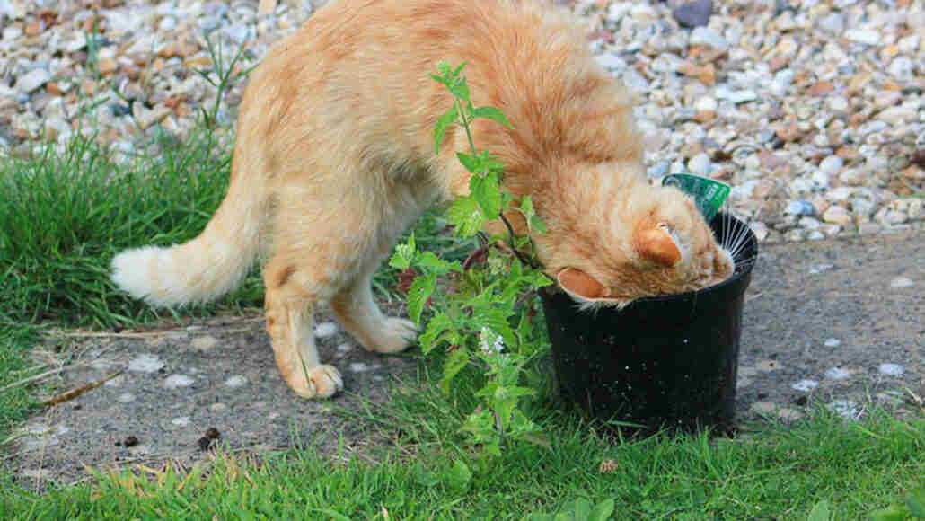 Catnip唤醒昆虫。科学家终于发现了如何