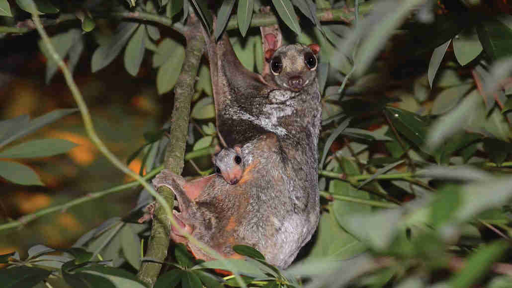 在马来西亚的一个凉爽的夜晚，科学家们在树梢上追踪神秘的科尔