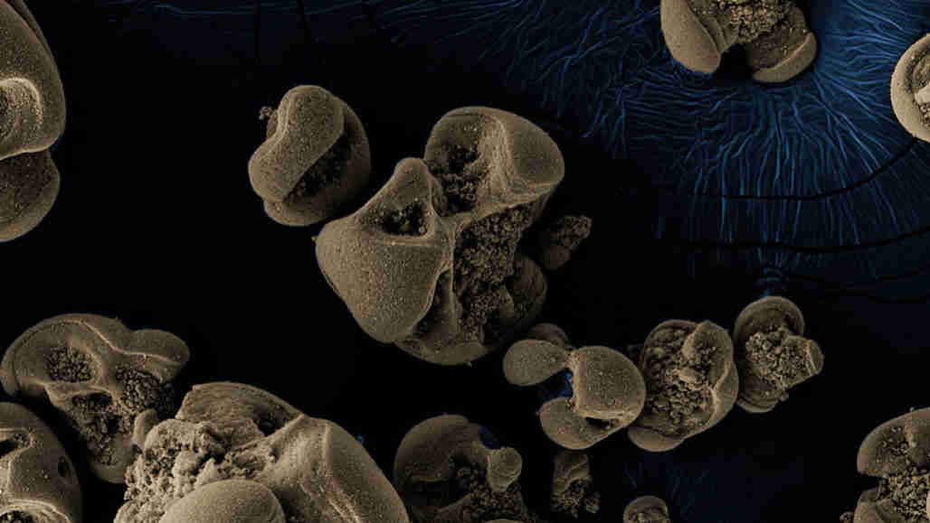 科学家们偶然发现了第一个已知的锰燃料的细菌