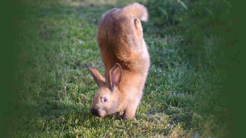 基因缺陷可能使兔子倒立而不是跳跃
