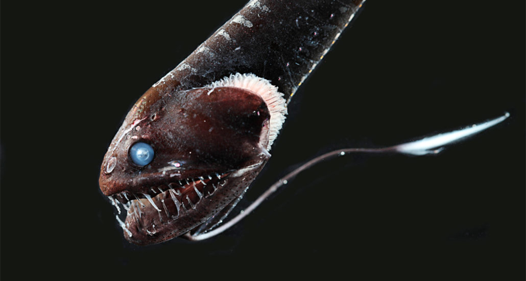 一些超级鱼类如何消失在深海的黑暗中