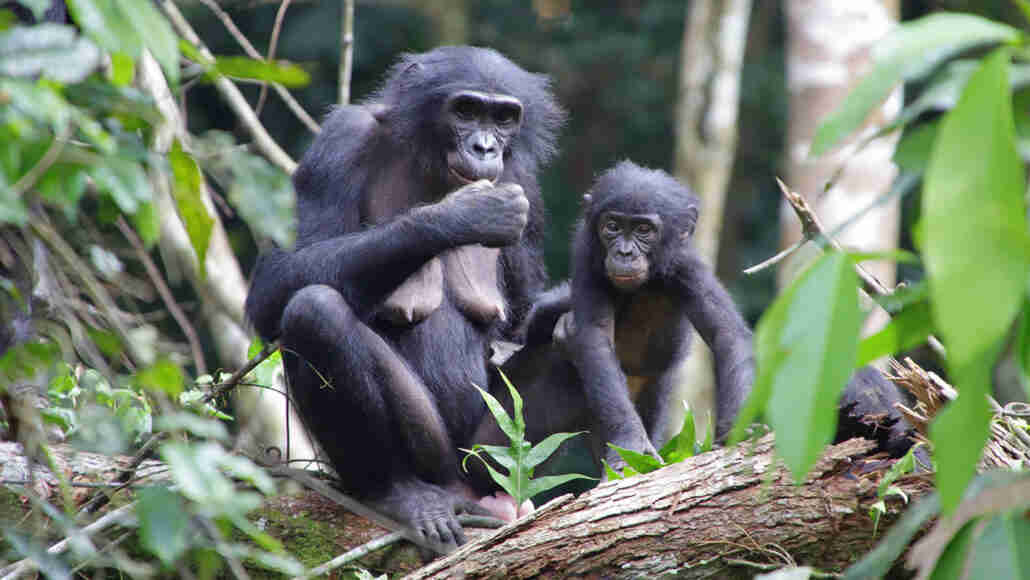两个博博斯通过了他们的小组以外的婴儿，为伟大的猿人标记了第一个