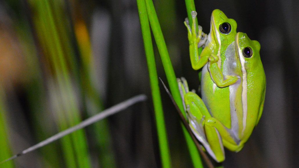 雌性绿树青蛙有降噪肺，帮助他们听到伴侣
