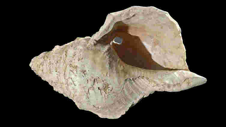 人类在大约18,000年前从海螺壳中制作了一个角