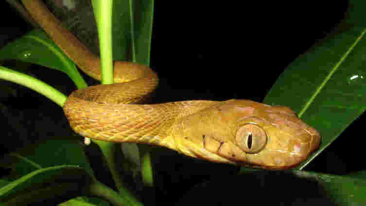 棕色的树蛇用尾巴作为租盘爬上宽阔的树木
