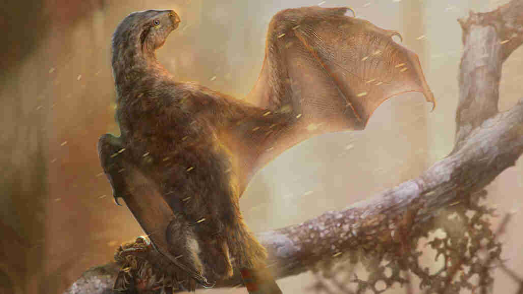 蝙蝠翅膀的恐龙是笨拙的飞行员