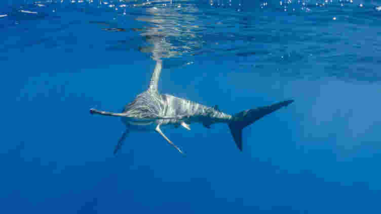 物种可以游泳数千公里以逃避海洋热浪