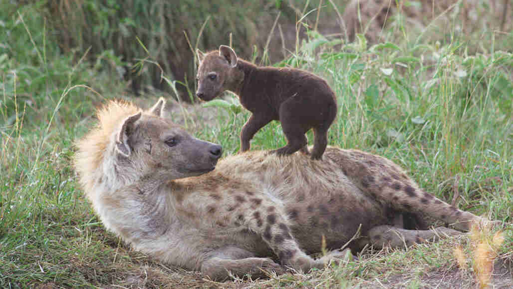 女性鬣狗在自己的氏族中杀死幼崽