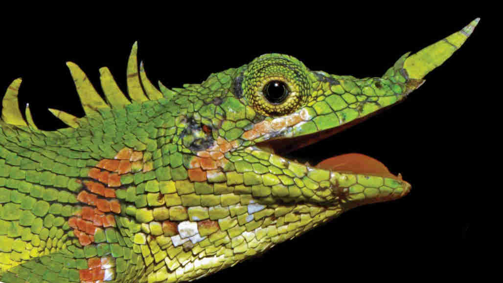 已经发现了一个鼻子角龙蜥蜴超过100年的科学蜥蜴
