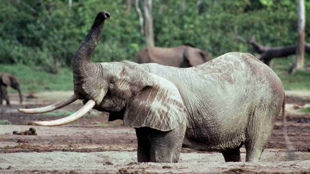 来自16世纪的海难象牙揭示了有关非洲大象的新细节