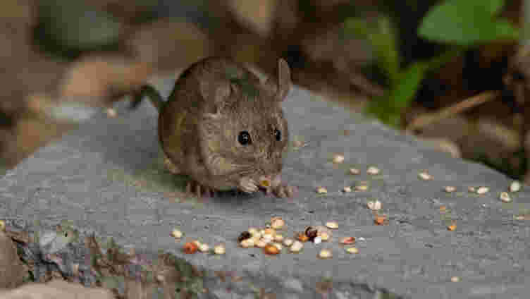 小鼠的新发现细胞可以感知五种口味中的四种
