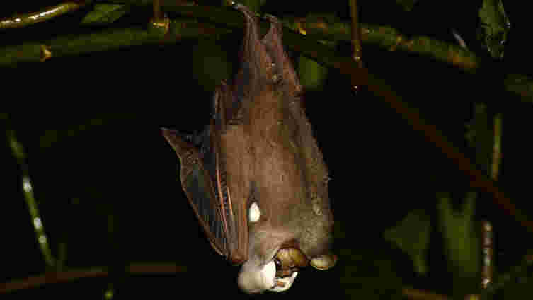 面膜可能会出现一个雄性皱纹的蝙蝠的性爱吸引力