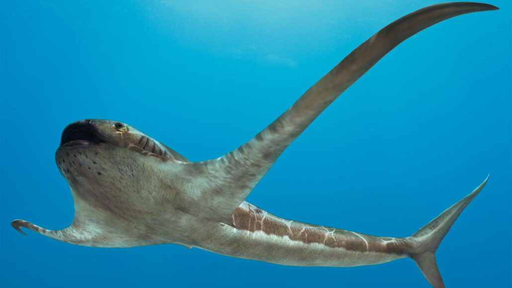 一个古老的鲨鱼奇怪的鳍帮助它像蝠ray一样滑行
