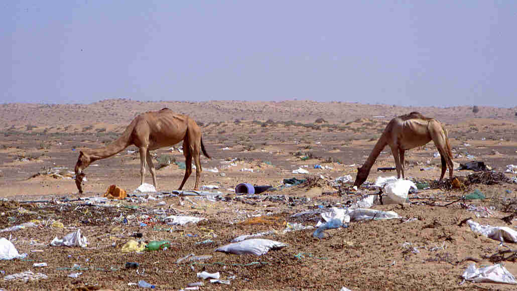 塑料废物在骆驼胆量中形成巨大的致命肿块