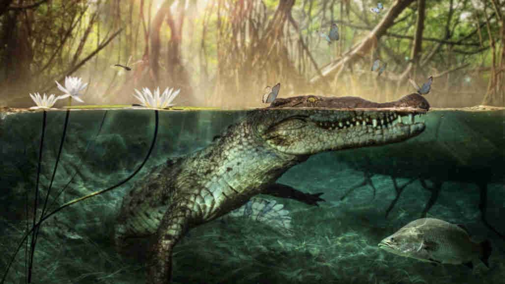 一个古老的头骨提示鳄鱼从非洲游泳到美洲
