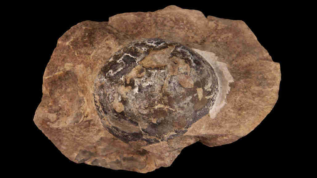 化石发现表明，最早的恐龙铺设了柔软的鸡蛋
