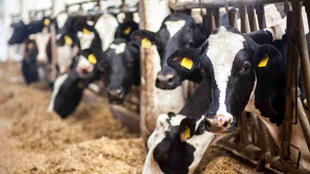 50年前，科学家首次在牲畜中研究了抗生素抗性