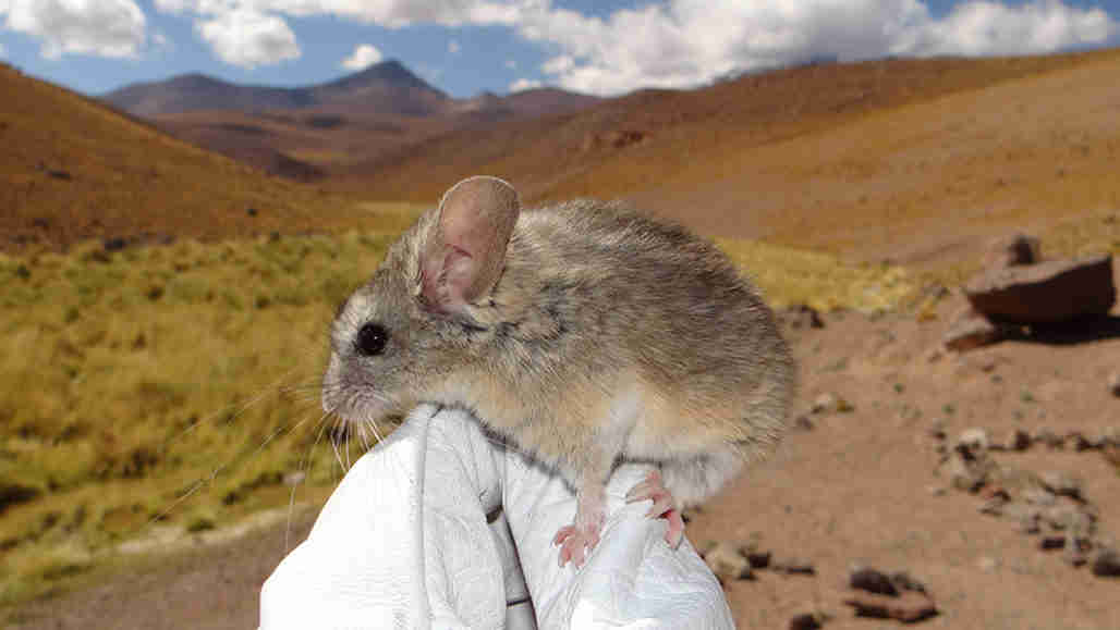 南美老鼠是世界上最居住的哺乳动物
