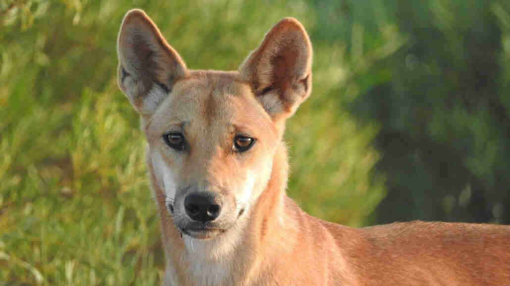用毒药剔除dingoes可能会使它们变得更大