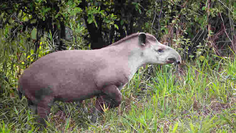 Tapirs可能是复兴亚马逊的关键。他们需要做的就是大便