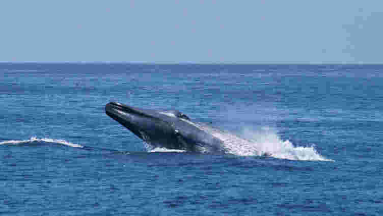 在迁移之前，一些蓝色鲸鱼切换了他们歌曲的时间