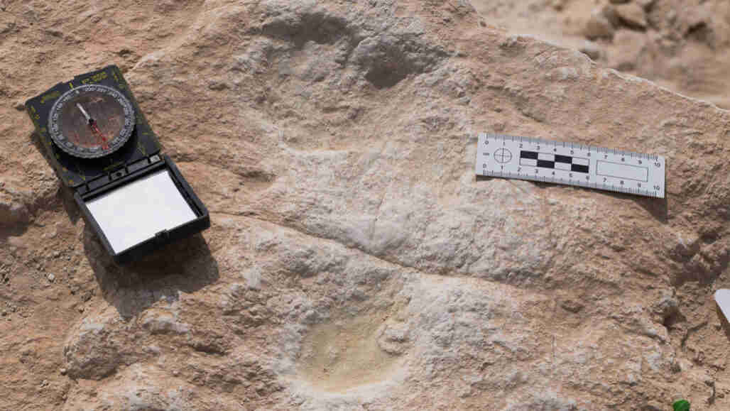 七个足迹可能是阿拉伯半岛人类的最古老的证据