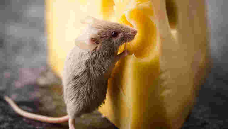 如何让鼠标闻起来闻到实际存在的气味