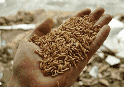 联合国食品标准组织通过处理大米中的砷启动会议