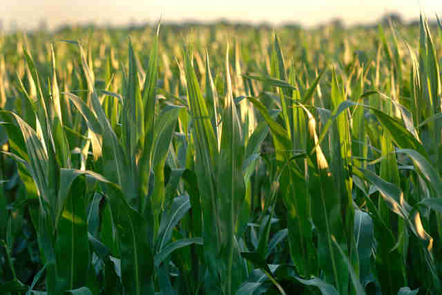 原料玉米飞涨，赖氨酸和苏氨酸市场猛增