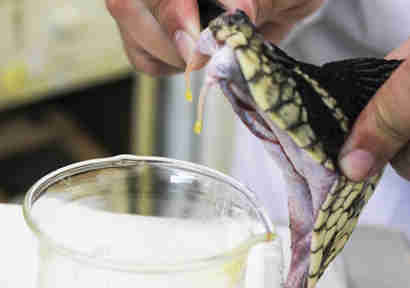 孟加拉化学公司恢复蛇毒的生产